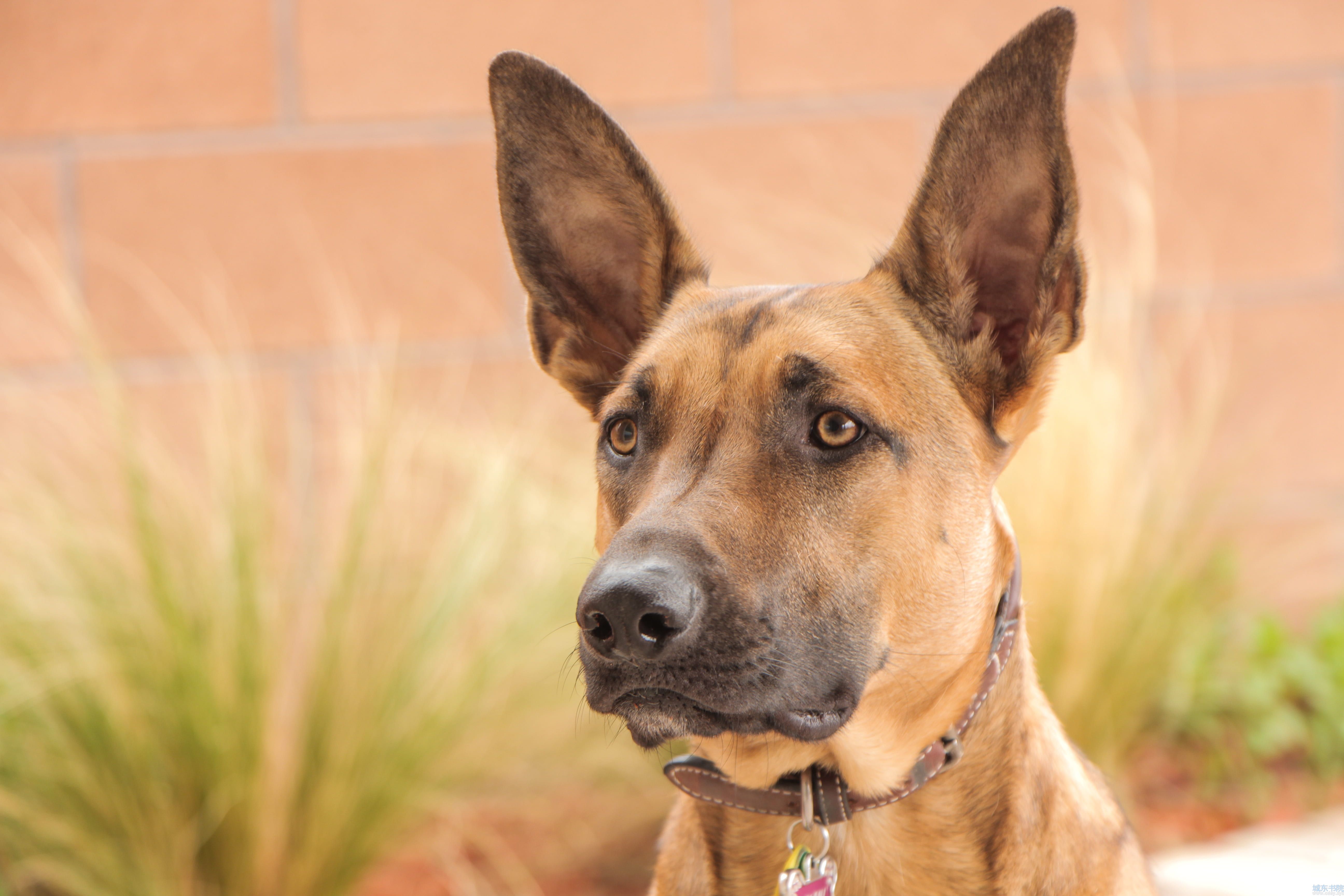 malinois-dog-belgian-malinois-shepherd-8a9f7bbe8a786ca4d1d41e7dad0c8151.jpg